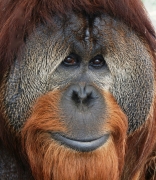 Top Hat Photo Booths introduces the Indianapolis Zoo Orangutan